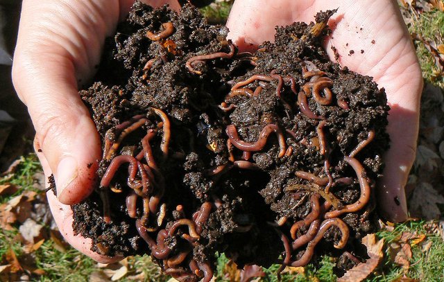 earthworm-1